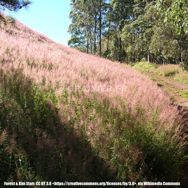 Melinis minutiflora, Molasses grass image